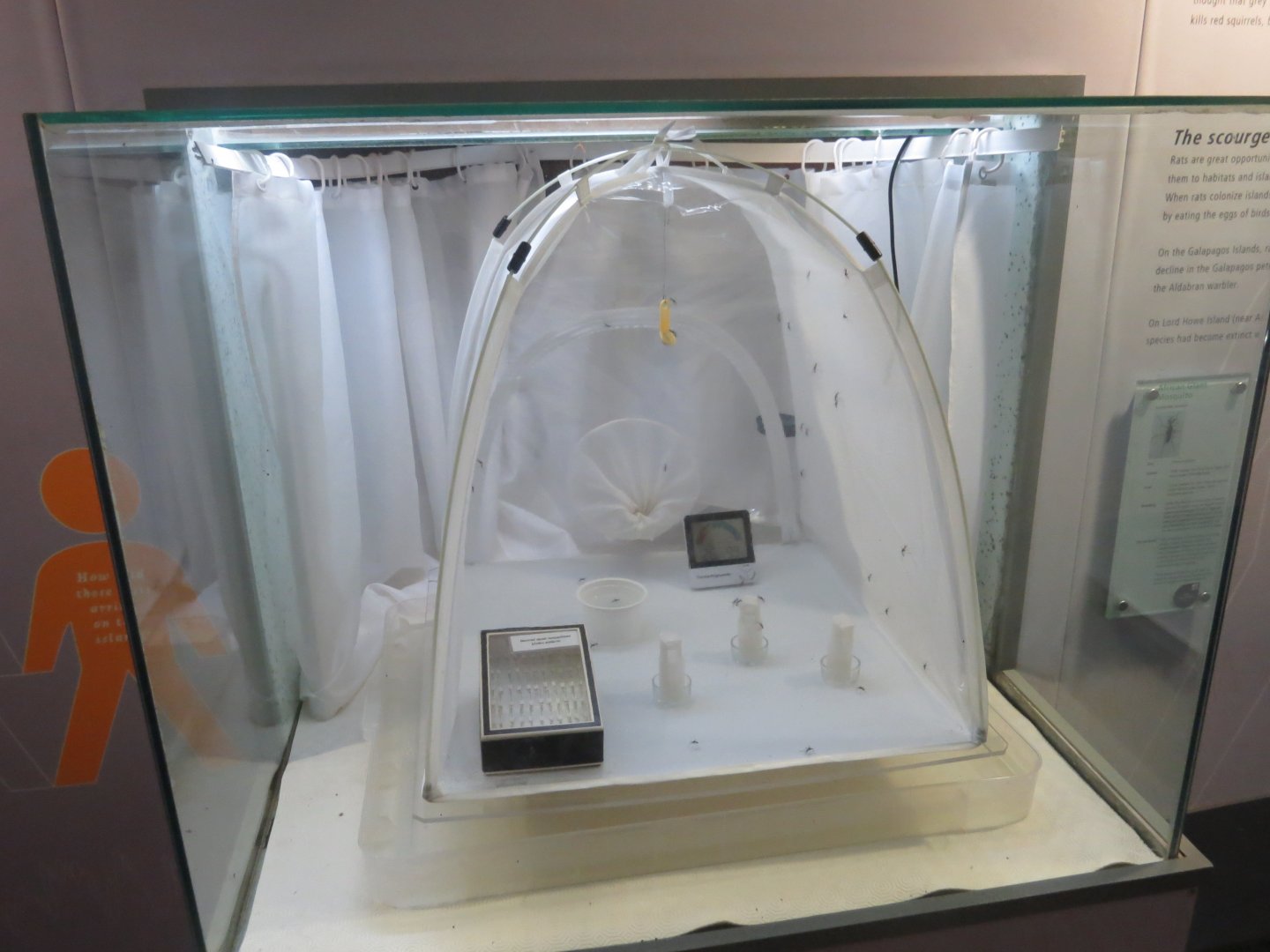 African Giant Mosquito exhibit in the BUGS