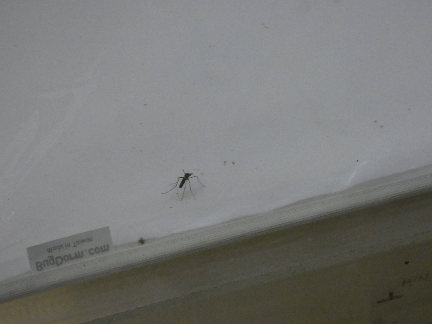 African giant mosquito