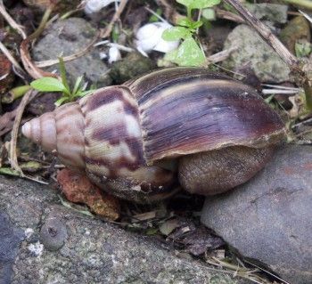 African Giant Snail (Achatina fulica)