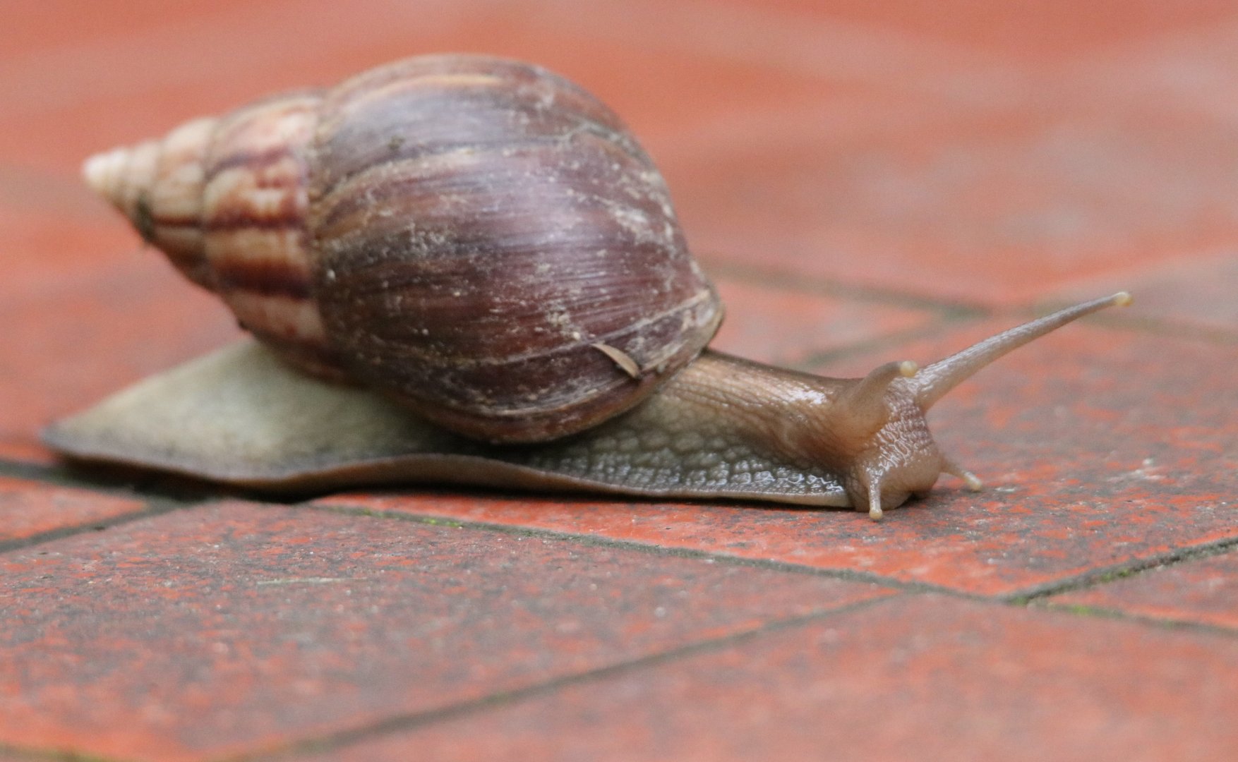 African Giant Snail (Lissachatina fulica)