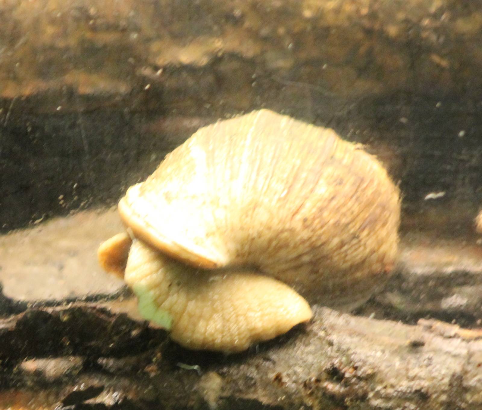 African giant snail