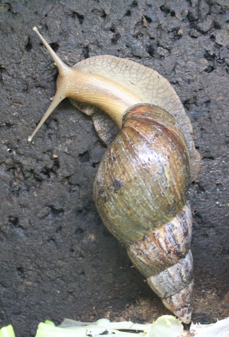 African giant snail