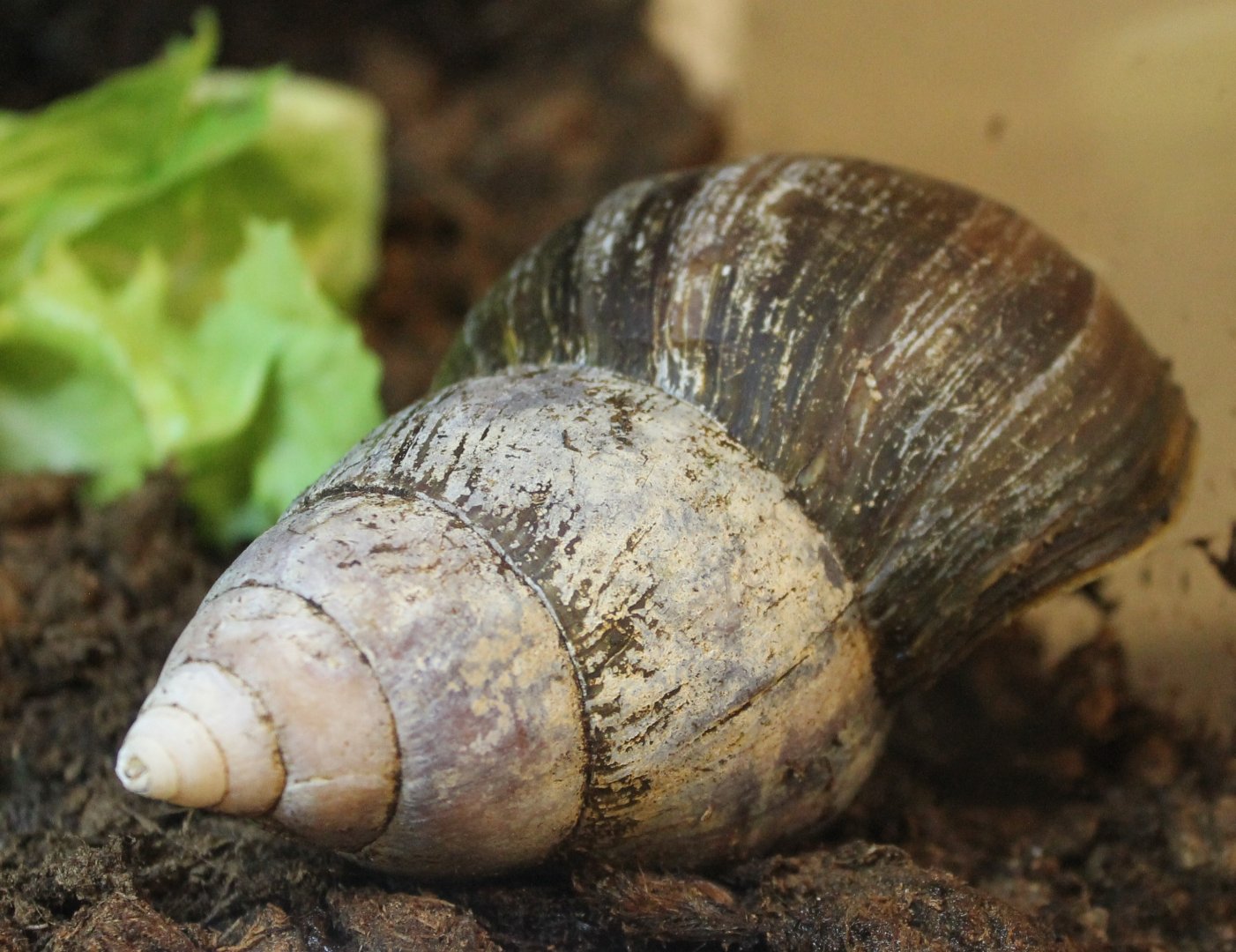 African giant snail
