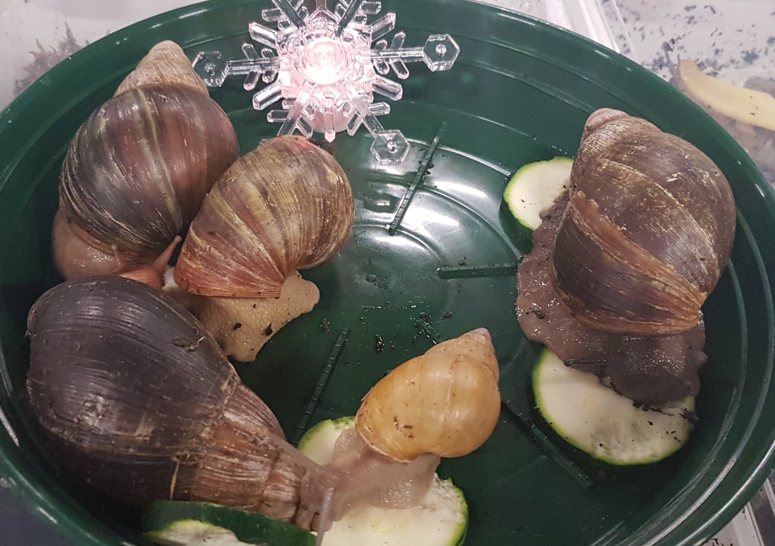 African giant snails
