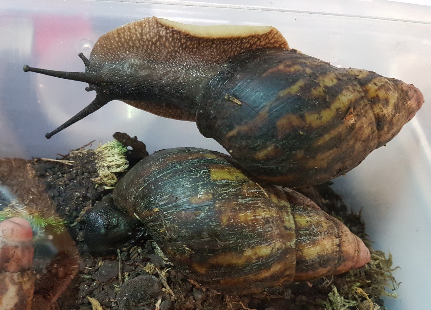 African giant snails