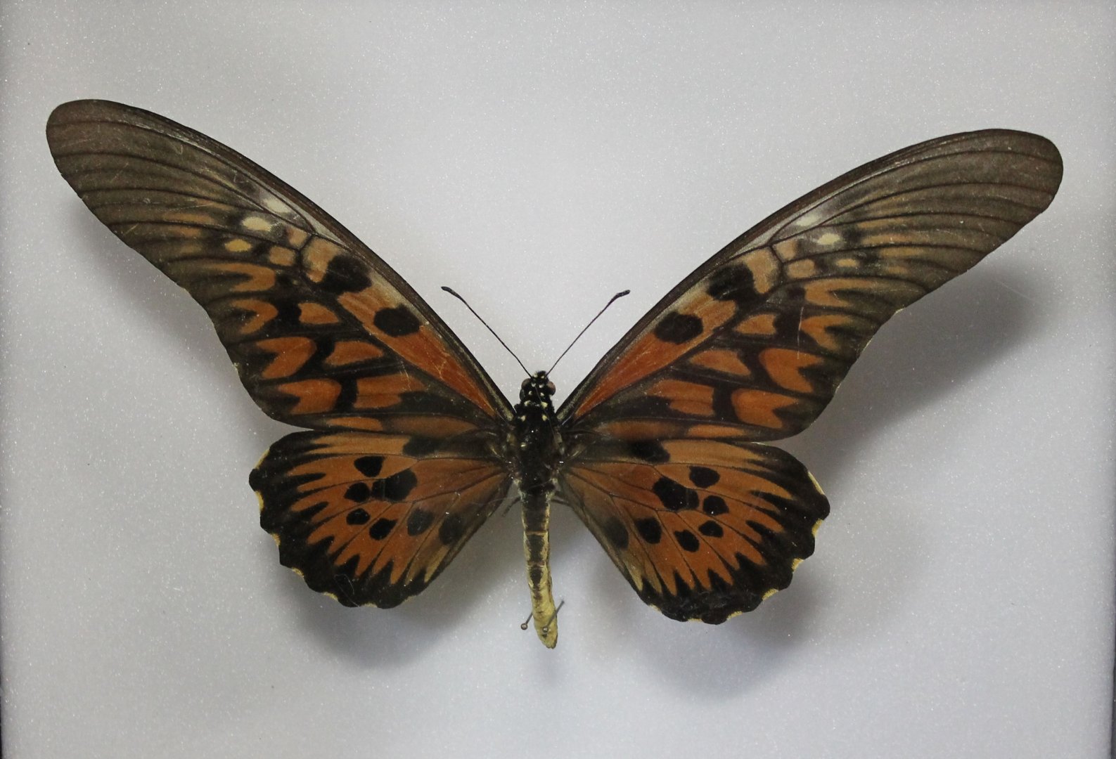 African Giant Swallowtail specimen