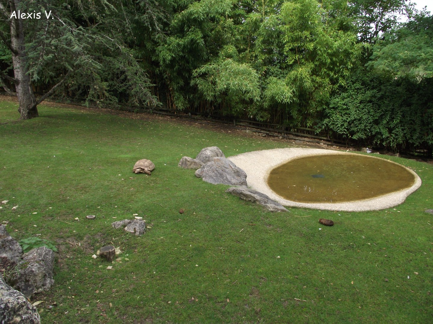 African Giant Tortoises' exhibit - Zooparc de Beauval - 09/2016