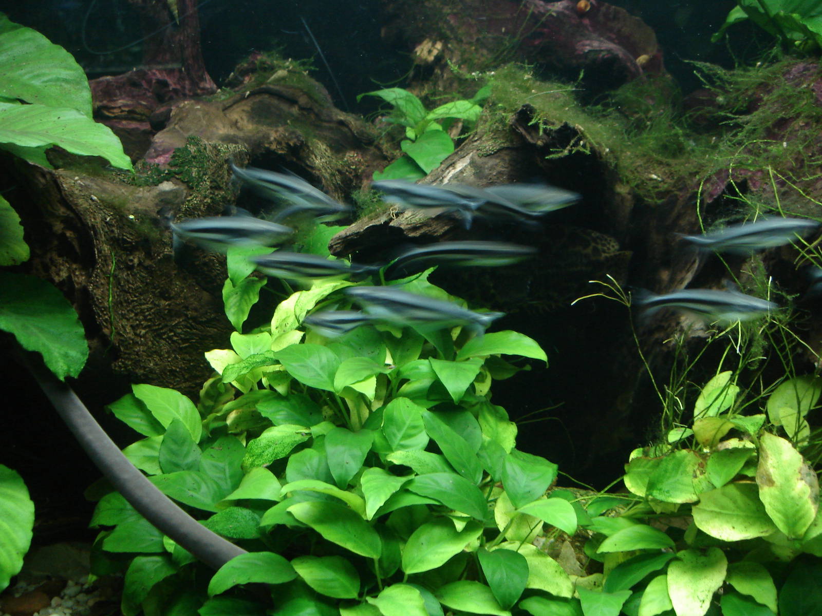 African Glass Catfish and Typhlonectes