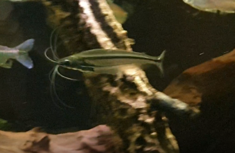 African glass-catfish - Parailja pellucida