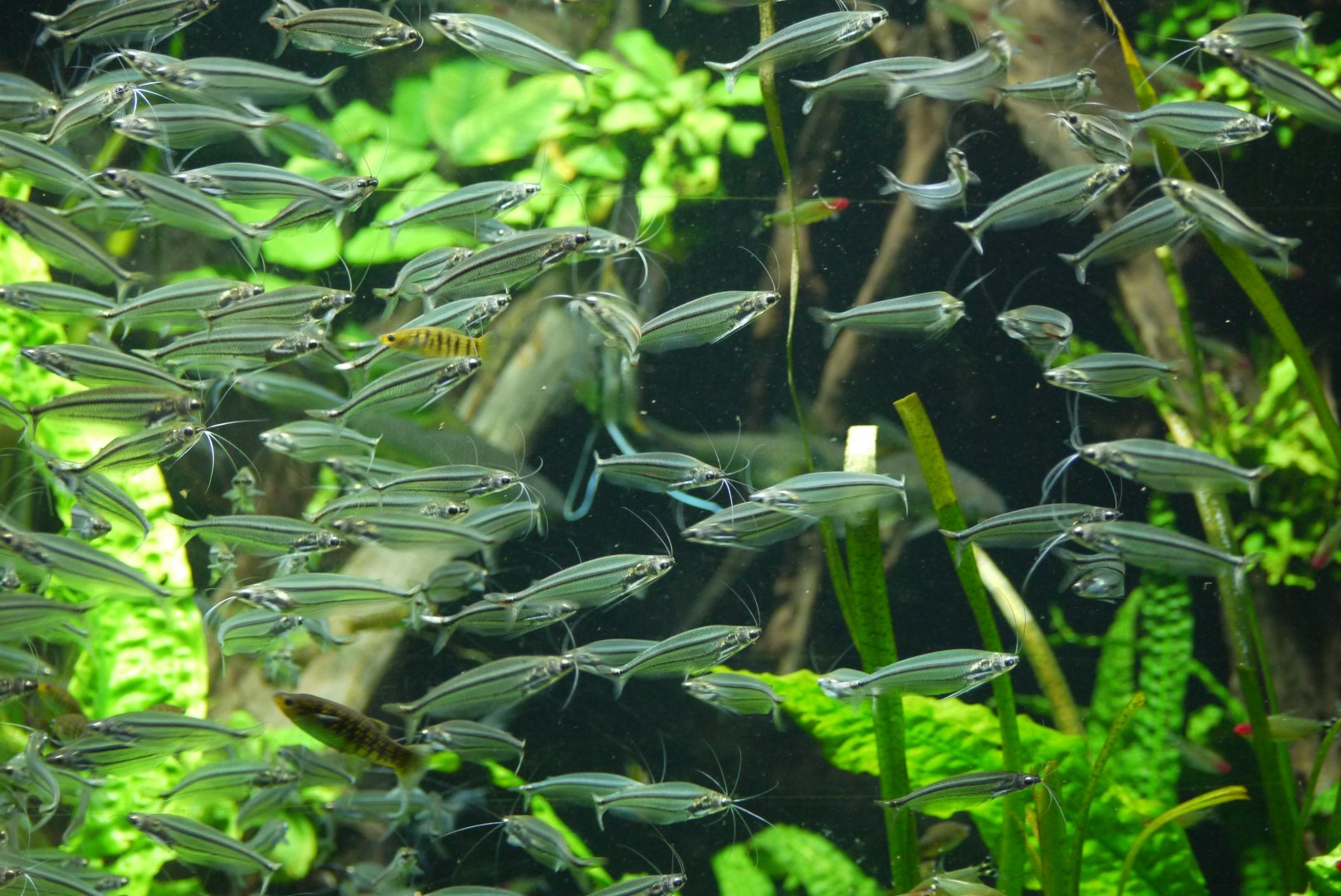 African Glass Catfish