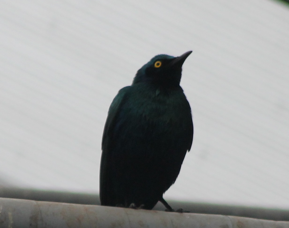 African glossy starling ID