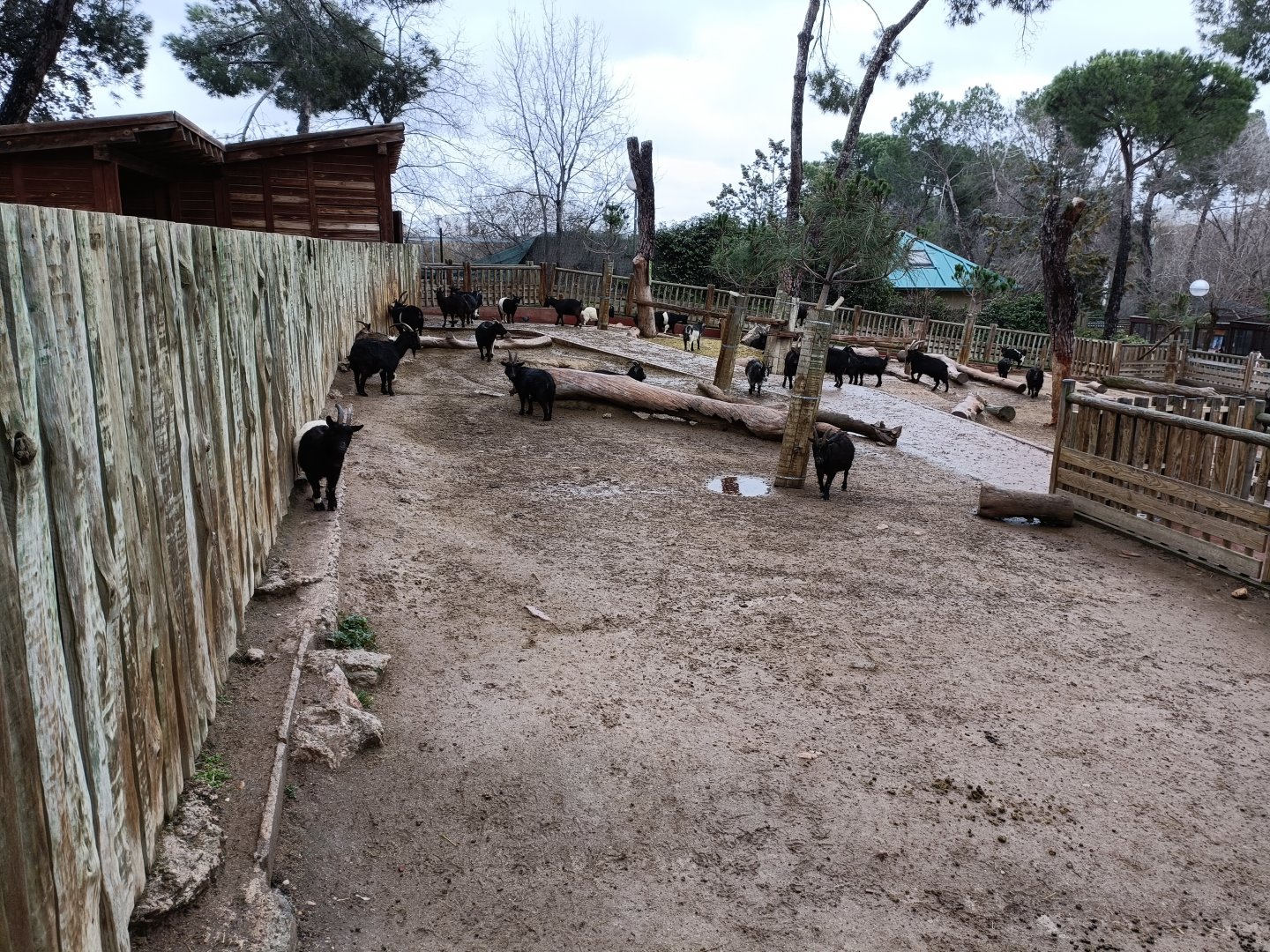 African goat exhibit