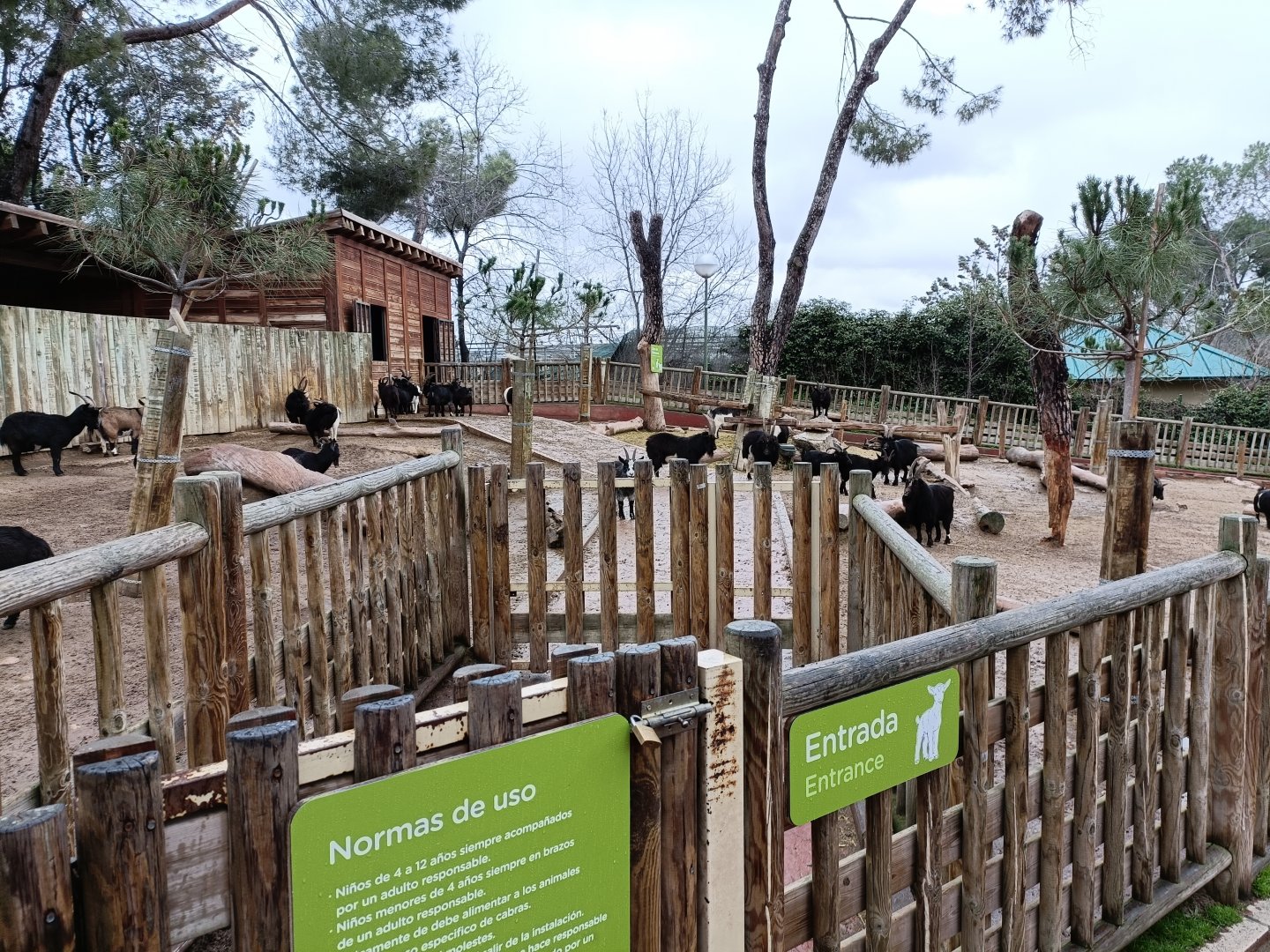 African goat exhibit