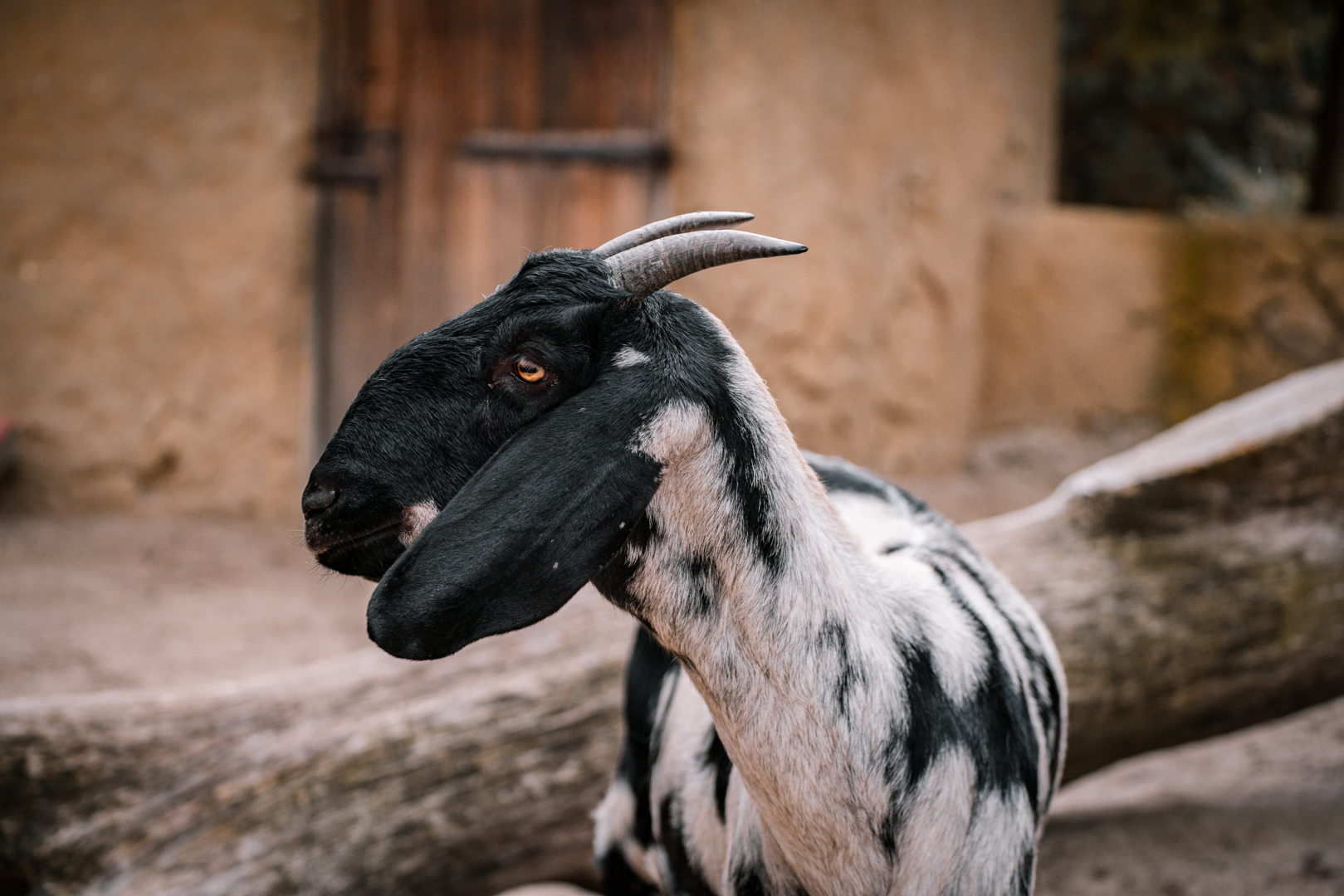 African Goat