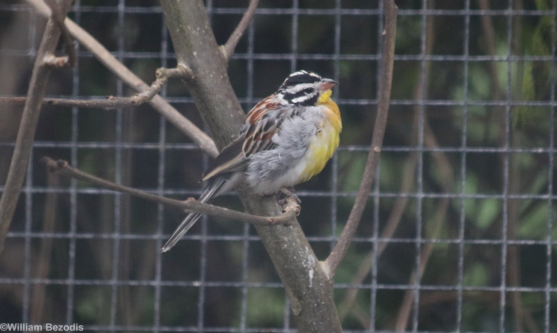 African Golden-breasted Bunting