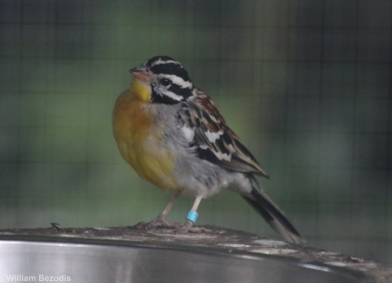 African Golden-breasted Bunting