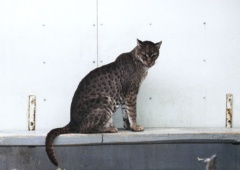 African golden cat 1974