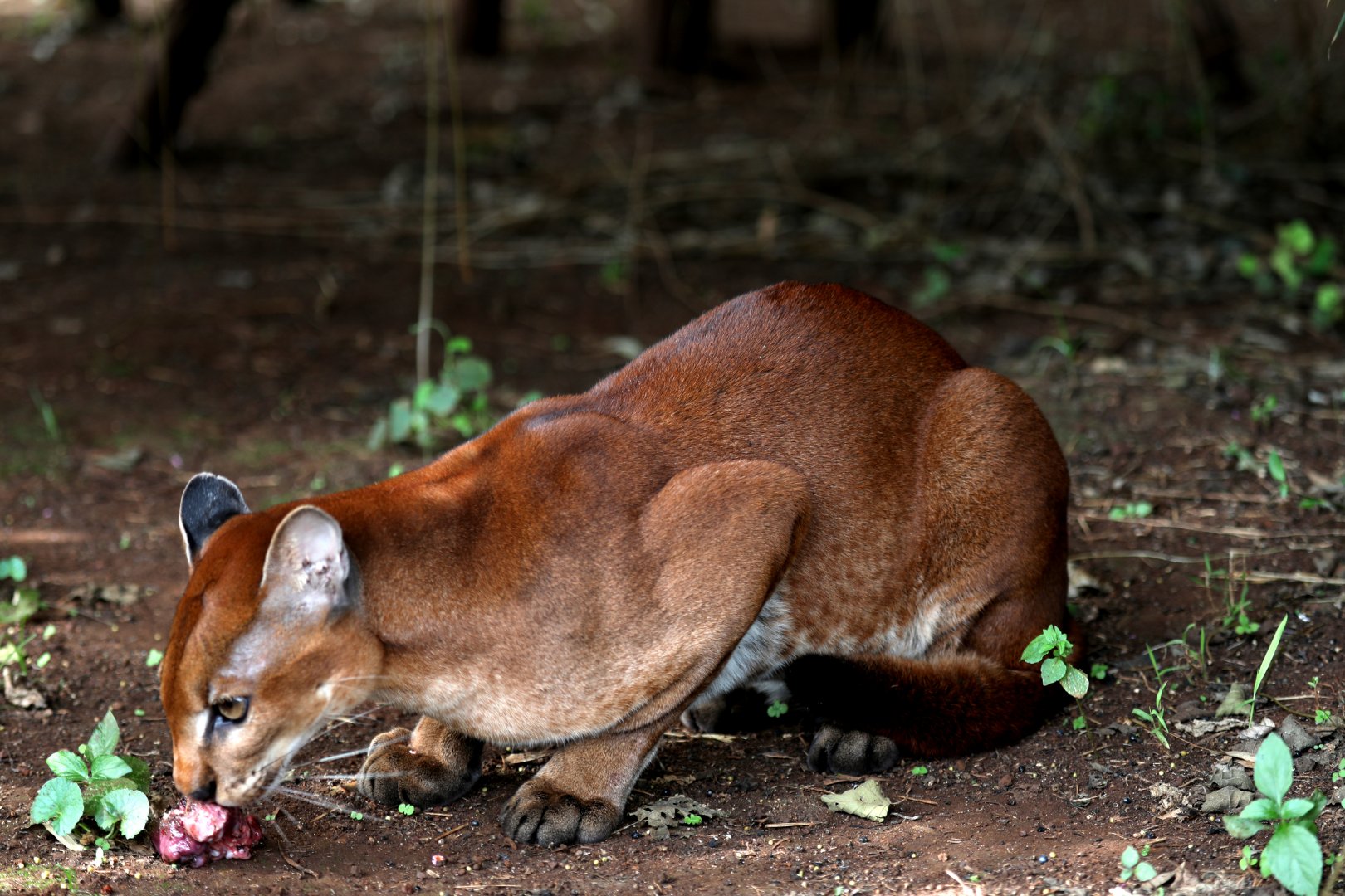 African golden cat (Caracal aurata)