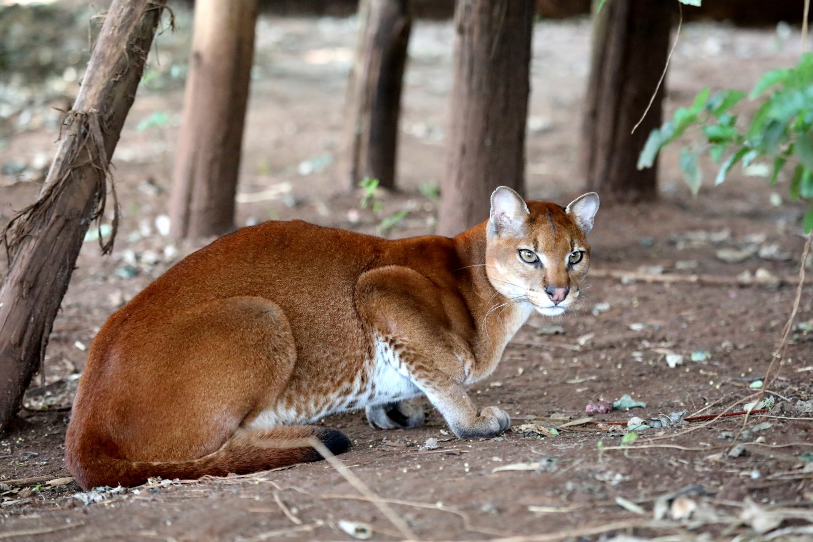 African golden cat (Caracal aurata)