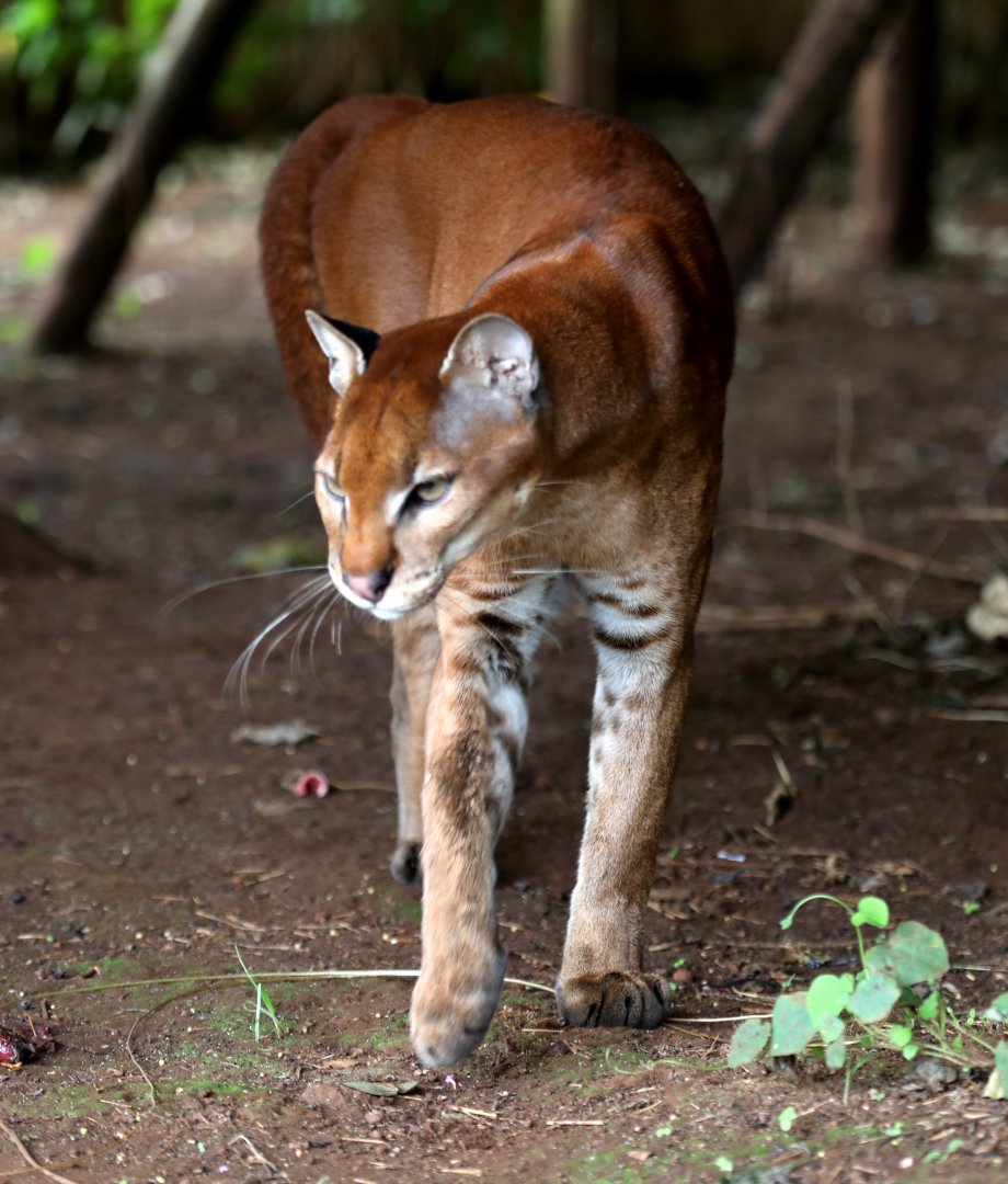 African golden cat (Caracal aurata)