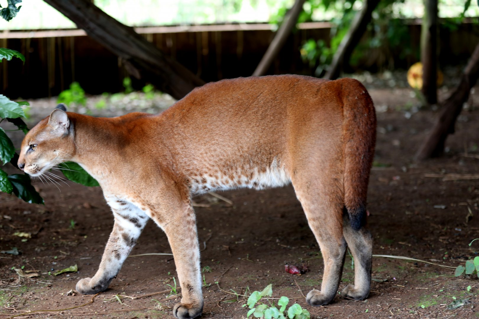 African golden cat (Caracal aurata)