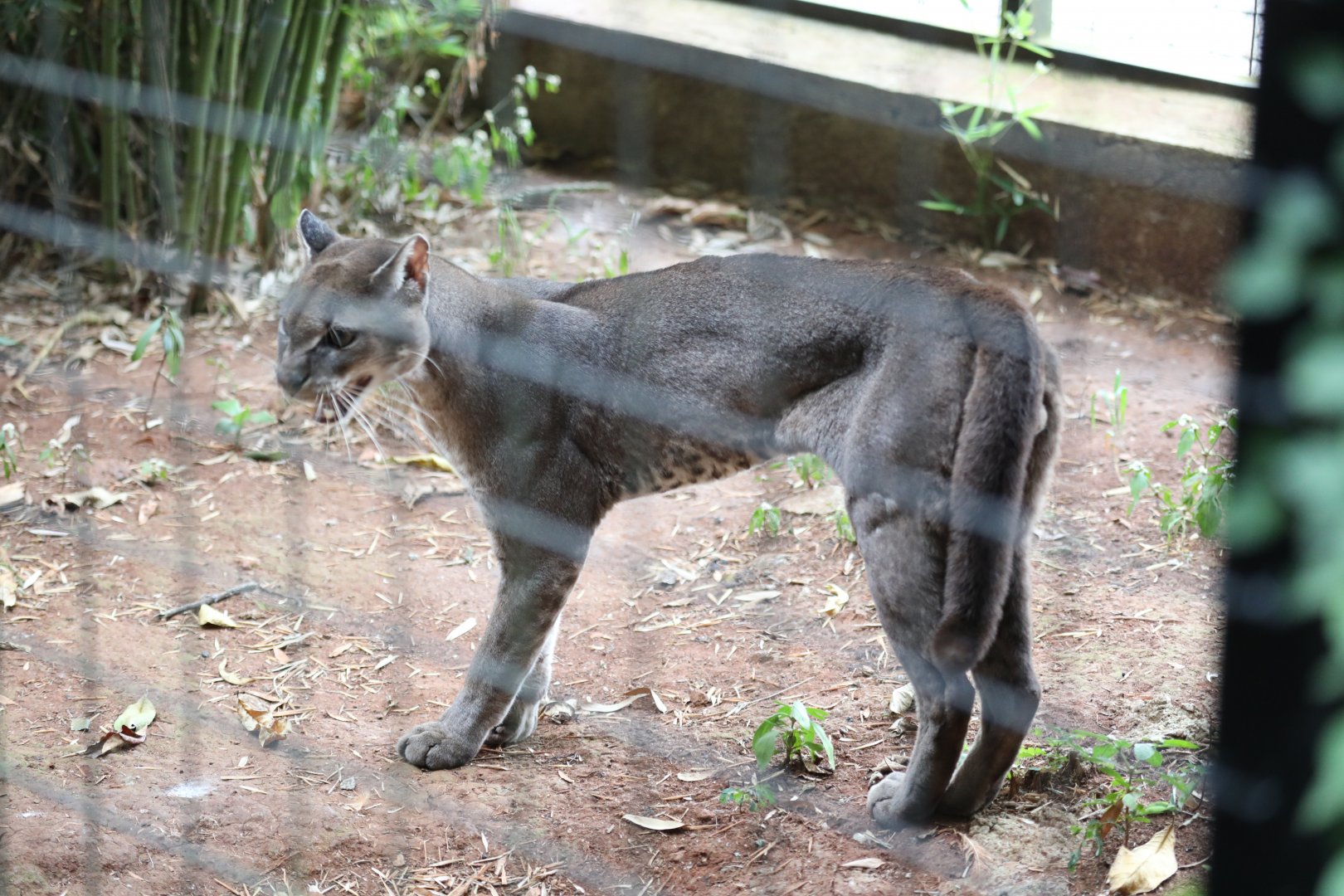 African golden cat (Caracal aurata)
