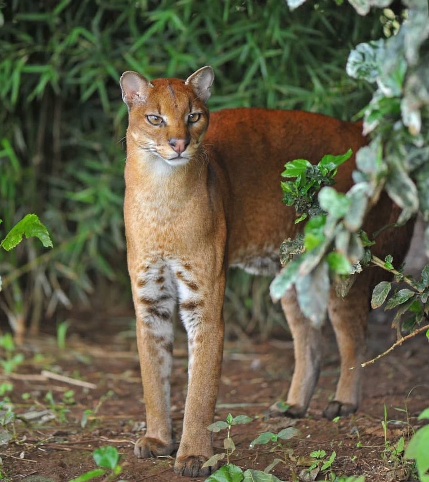 African Golden Cat (Caracal aurata)