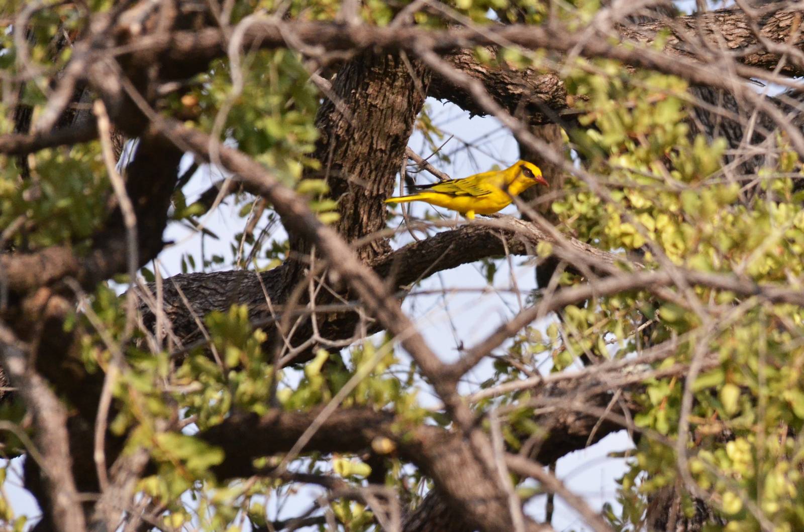 African Golden Oriole, Khwai Community Area, Botswana, 24/04/16