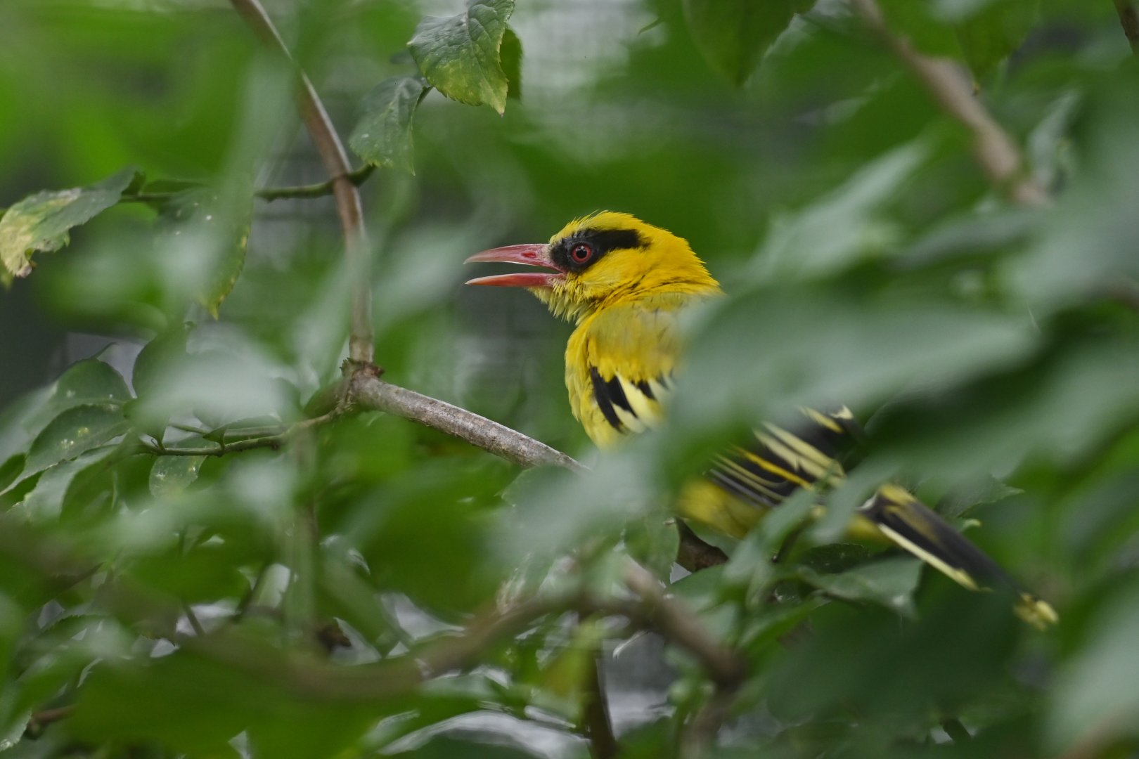 African Golden-Oriole Oriolus auratus