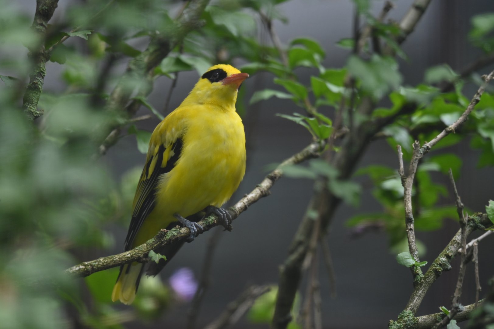 African Golden-Oriole Oriolus auratus