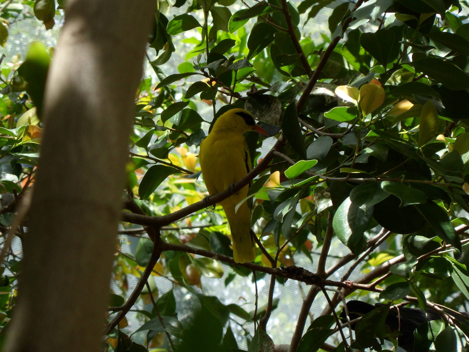 African Golden Oriole