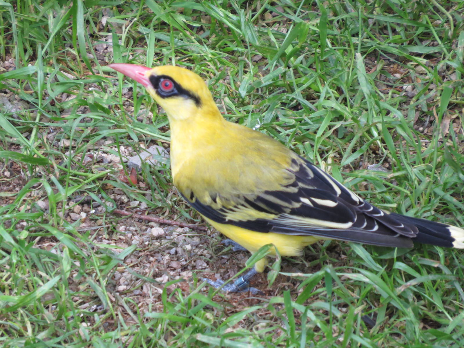 African Golden Oriole