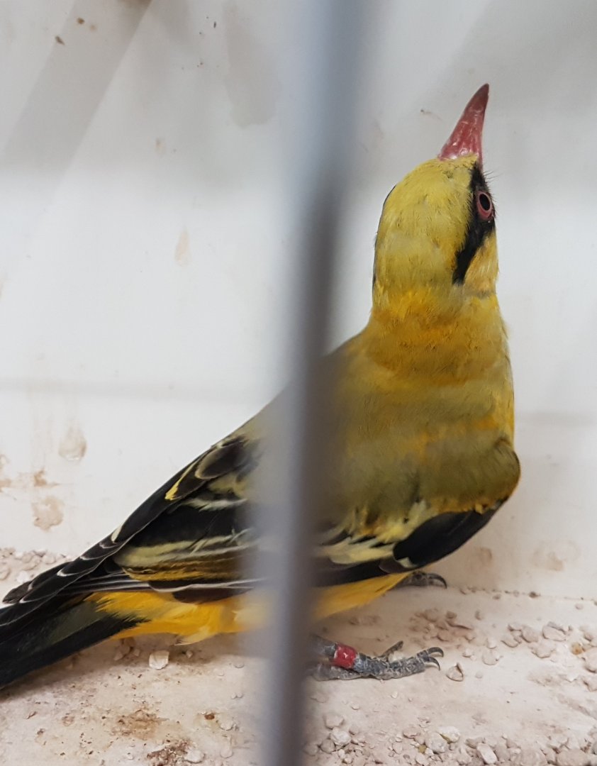 African golden oriole