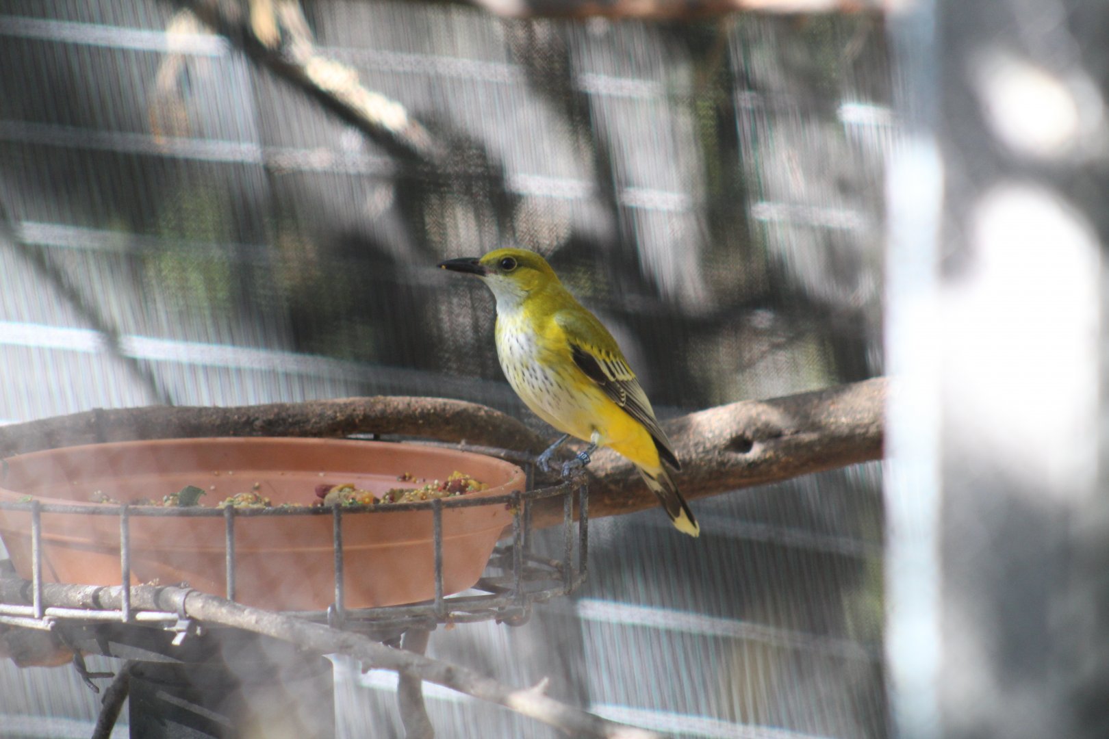 African Golden Oriole