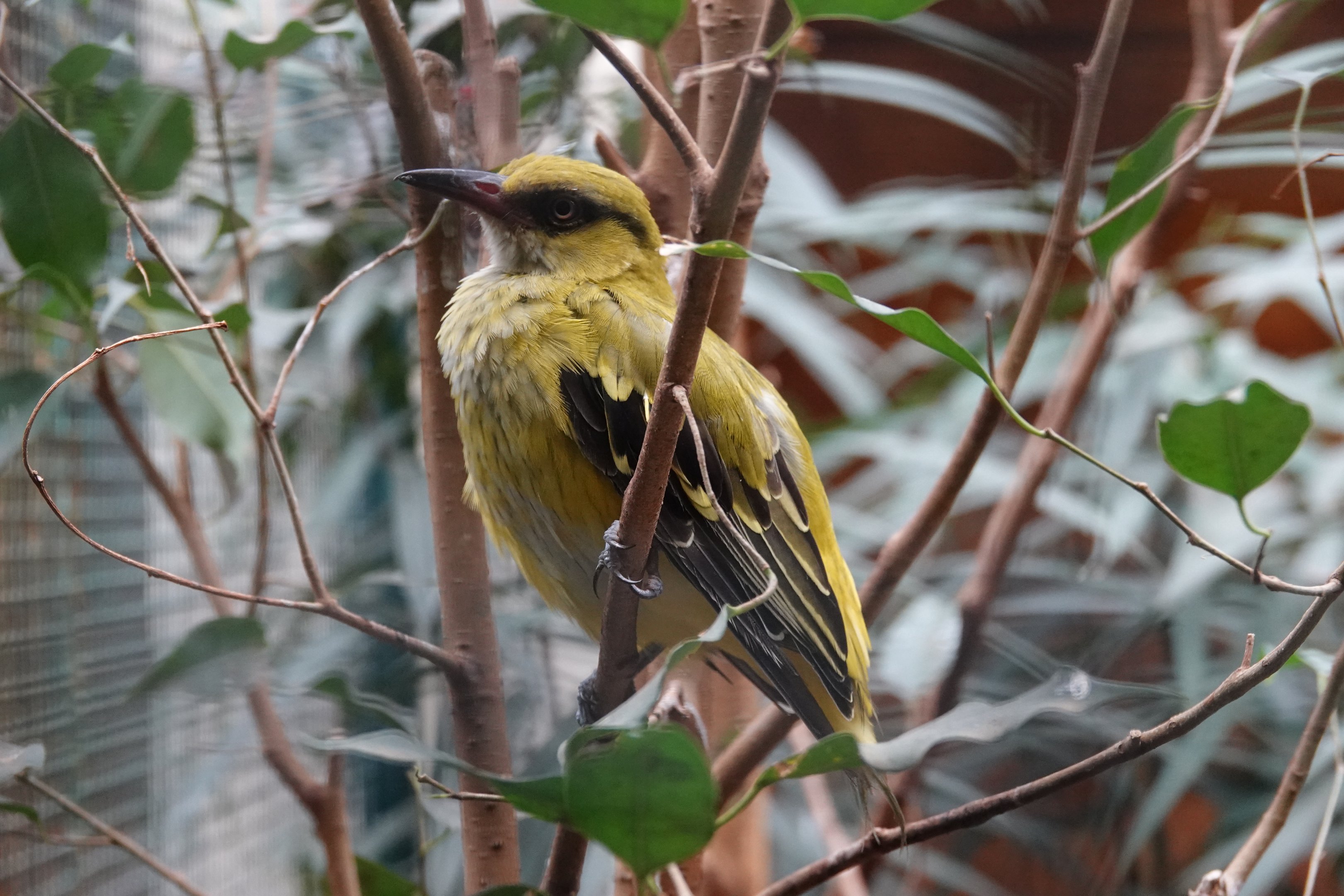 African golden oriole