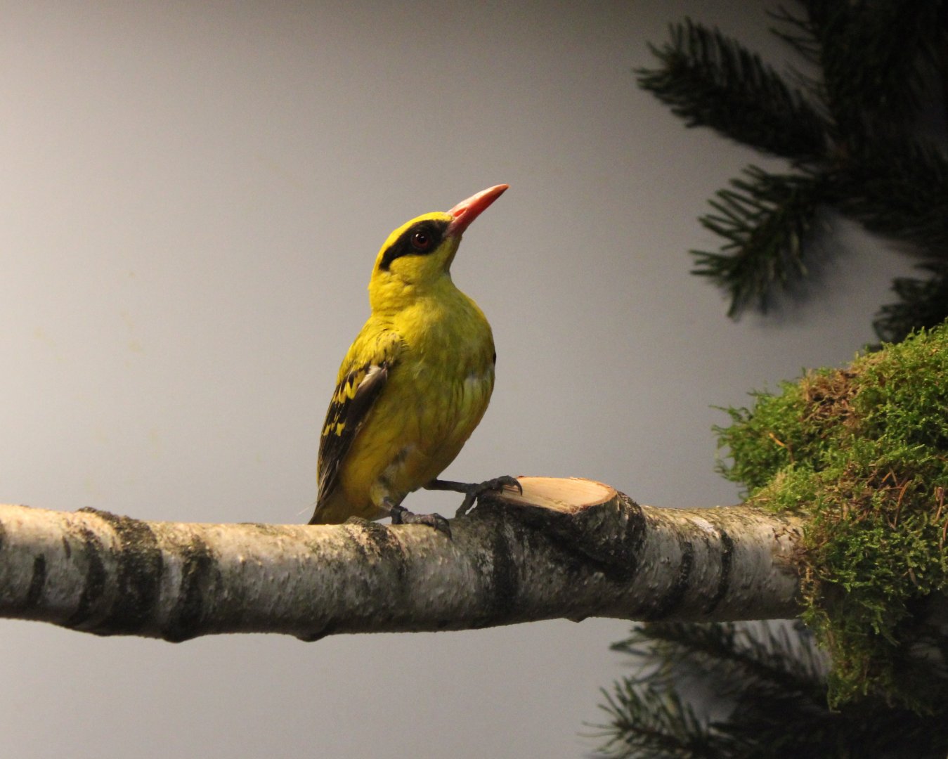 African golden oriole
