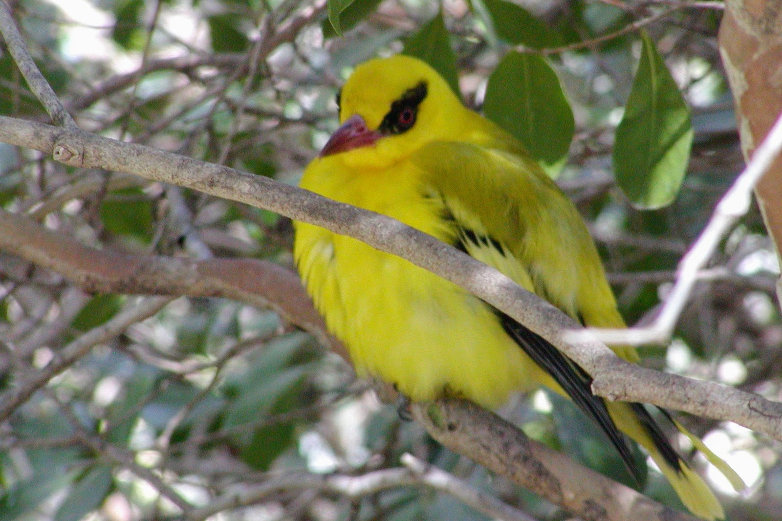 African Golden Oriole