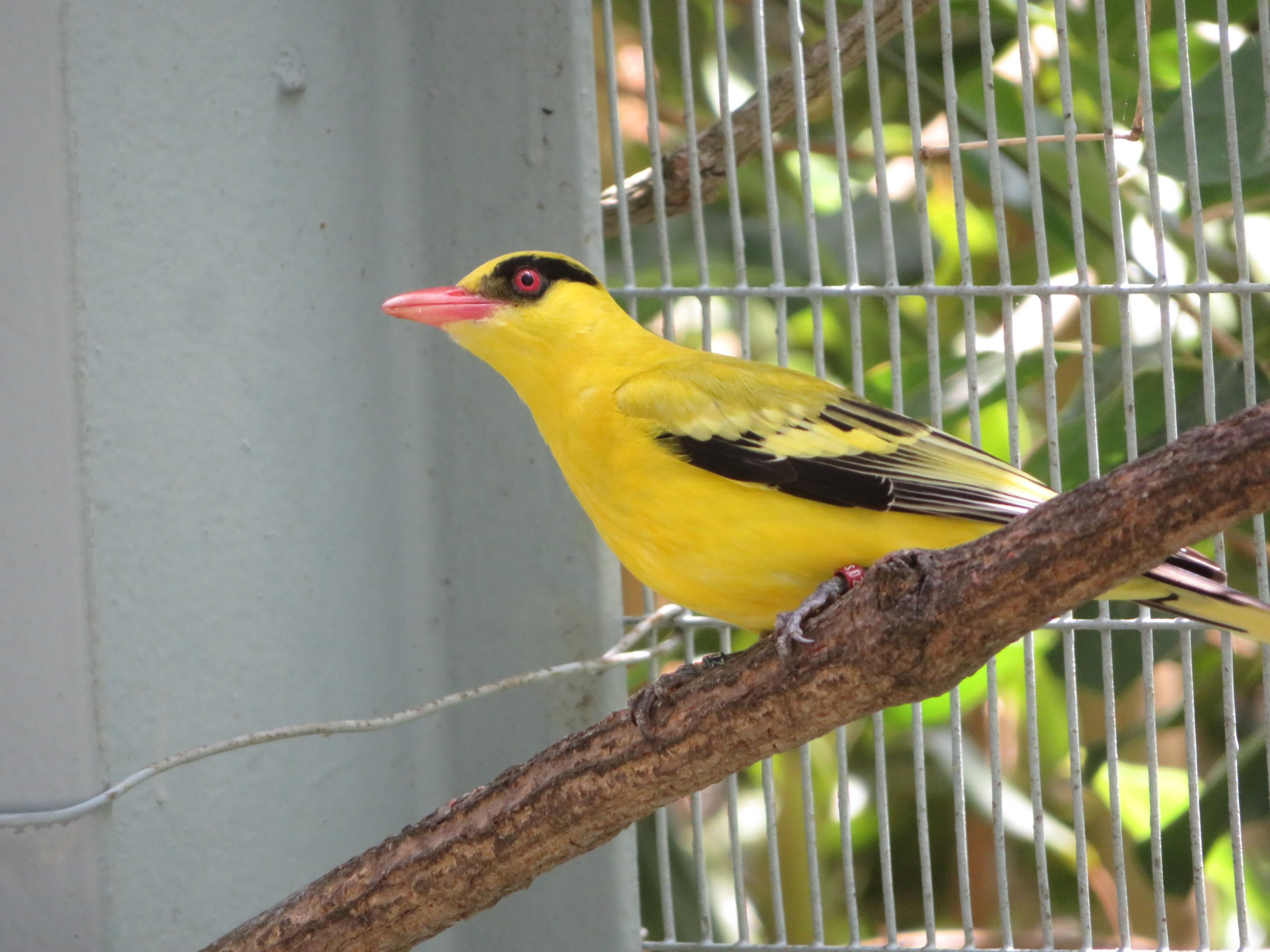 African Golden Oriole