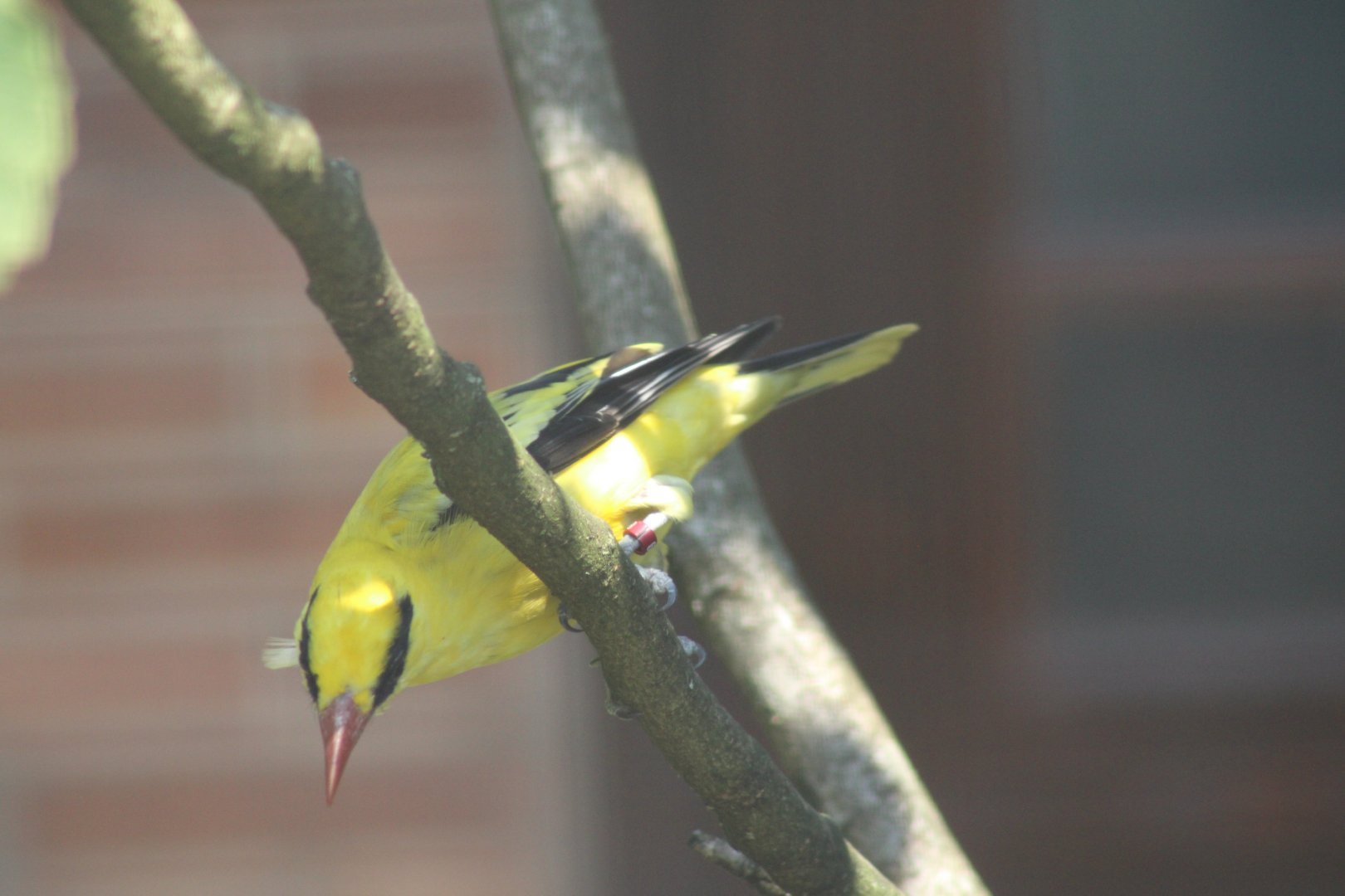 African Golden Oriole
