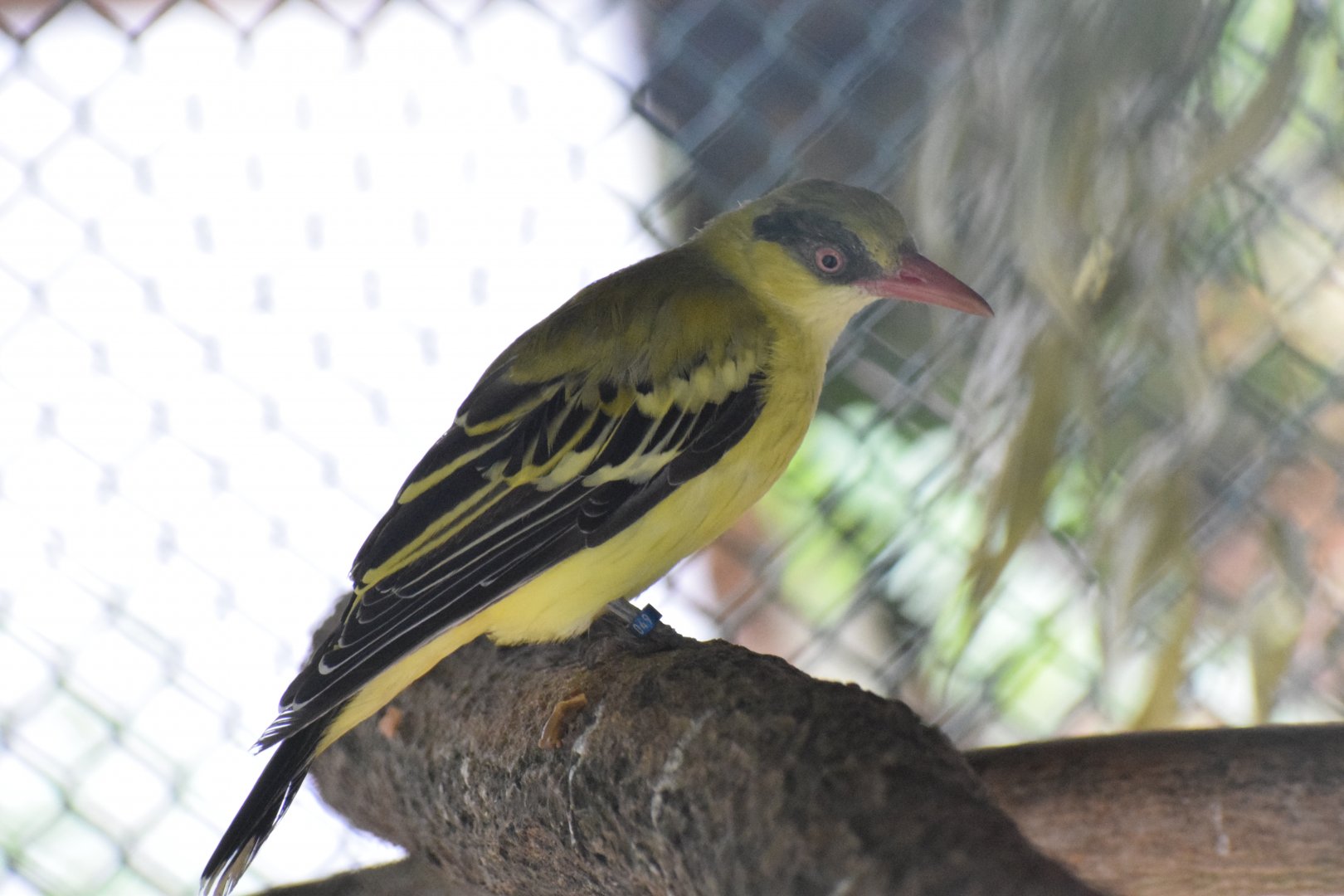 African golden oriole