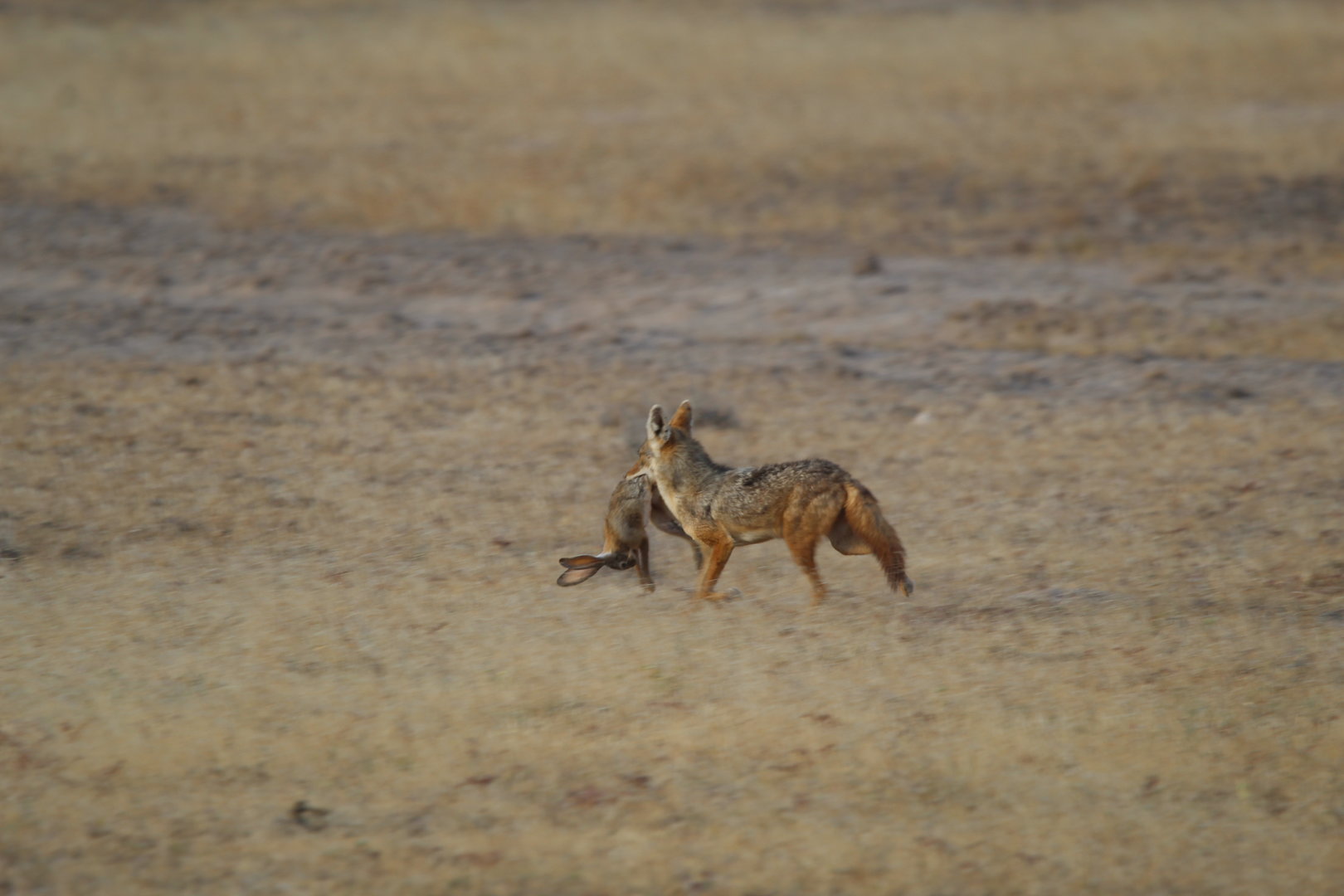 African Golden Wolf with Dead Hare