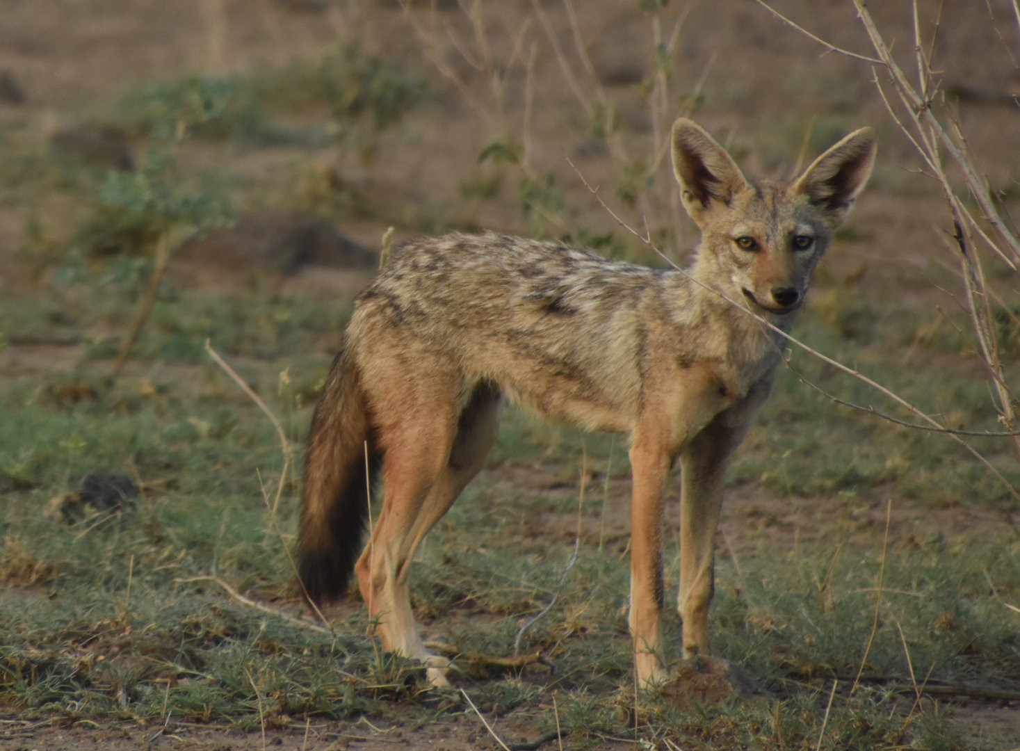 African golden wolf