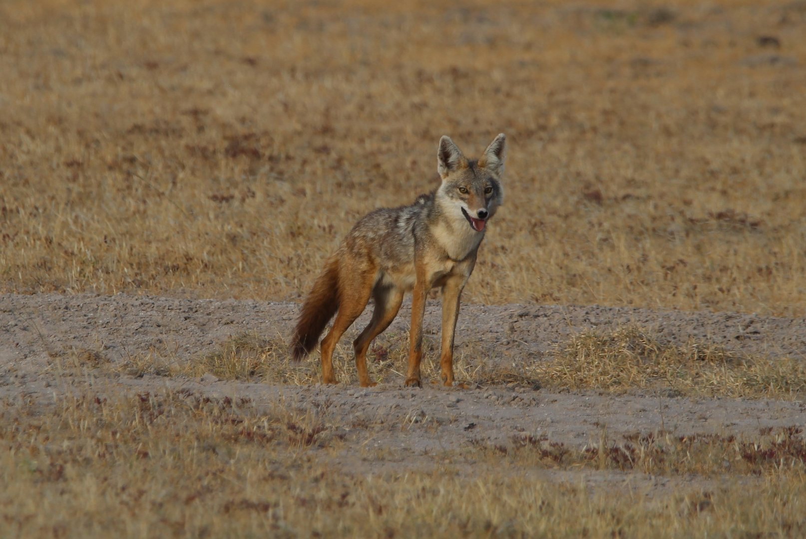 African Golden Wolf