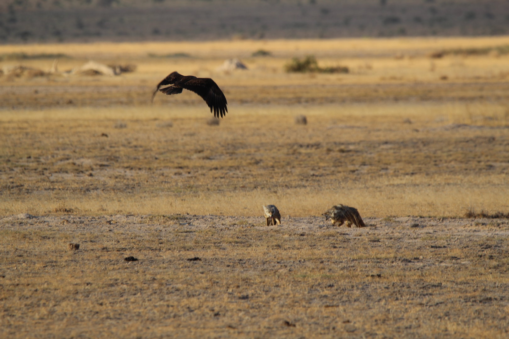 African Golden Wolves vs Tawny Eagle