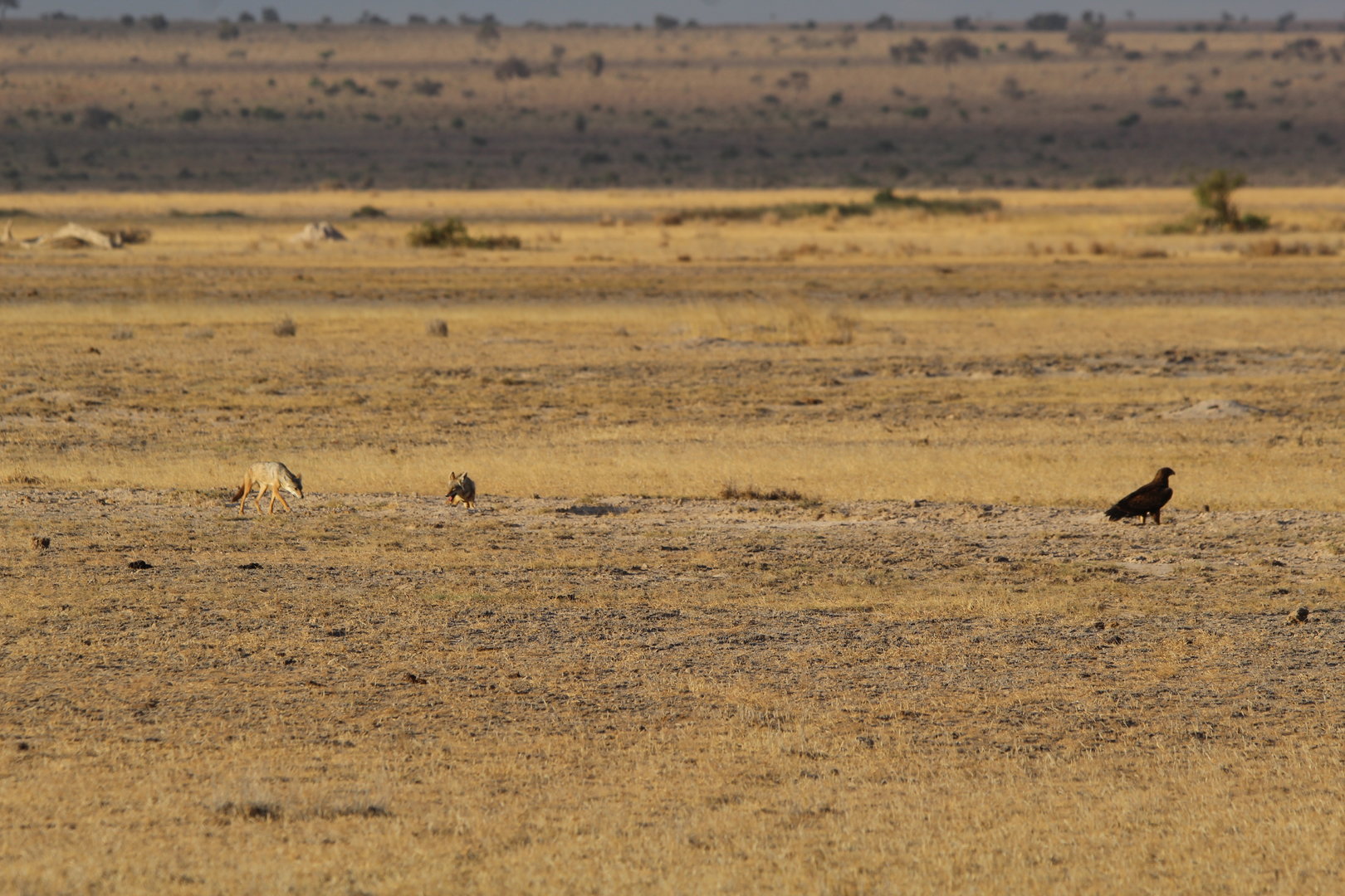 African Golden Wolves vs Tawny Eagle
