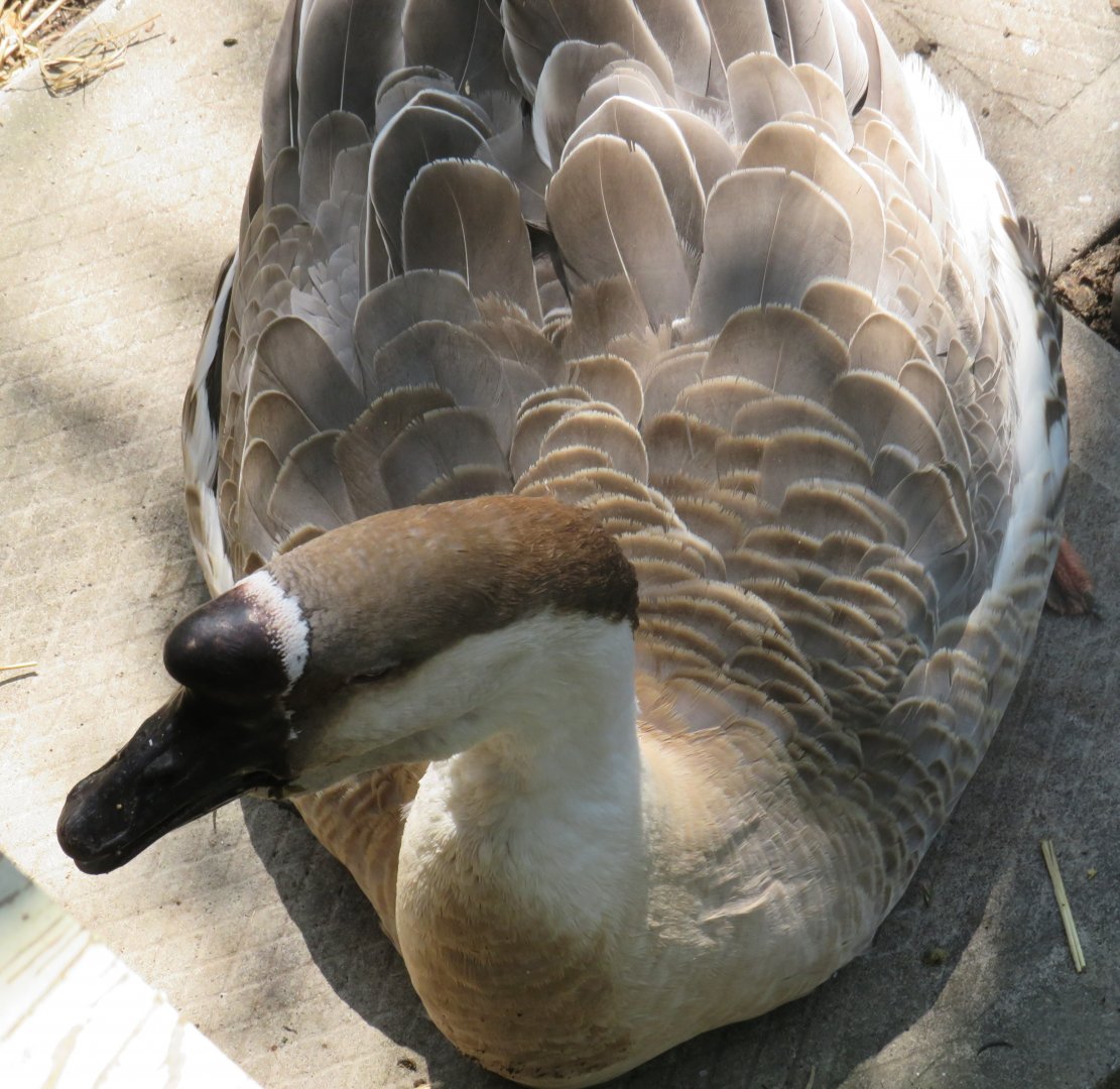 African goose