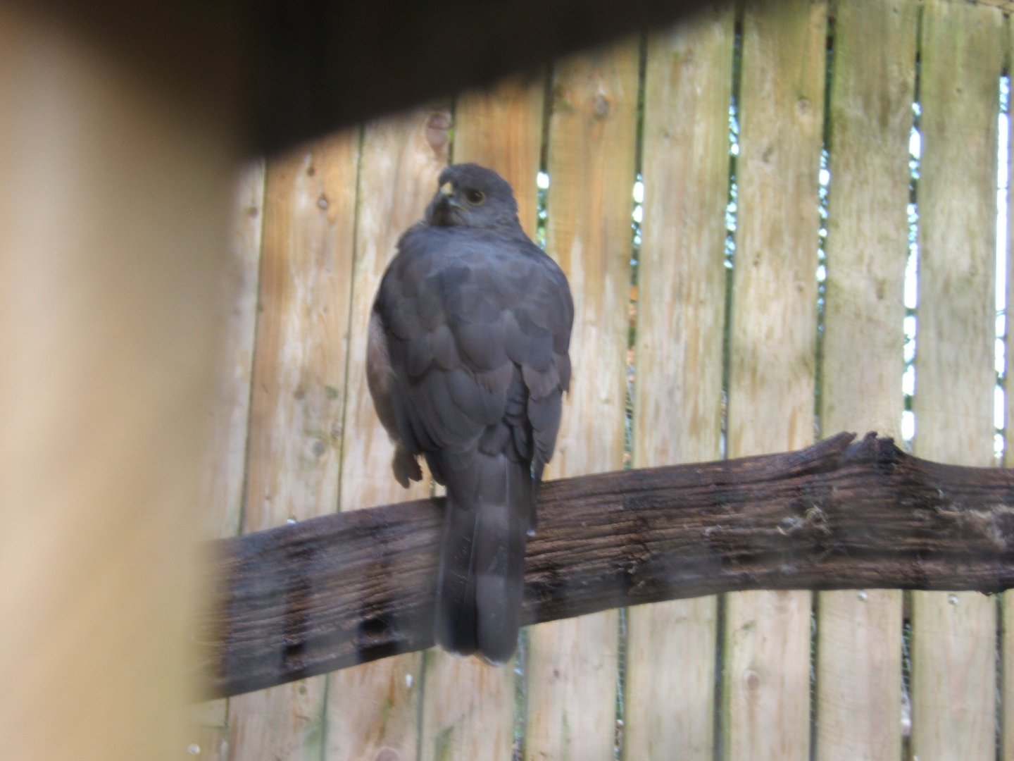 African Goshawk 10/09/2017