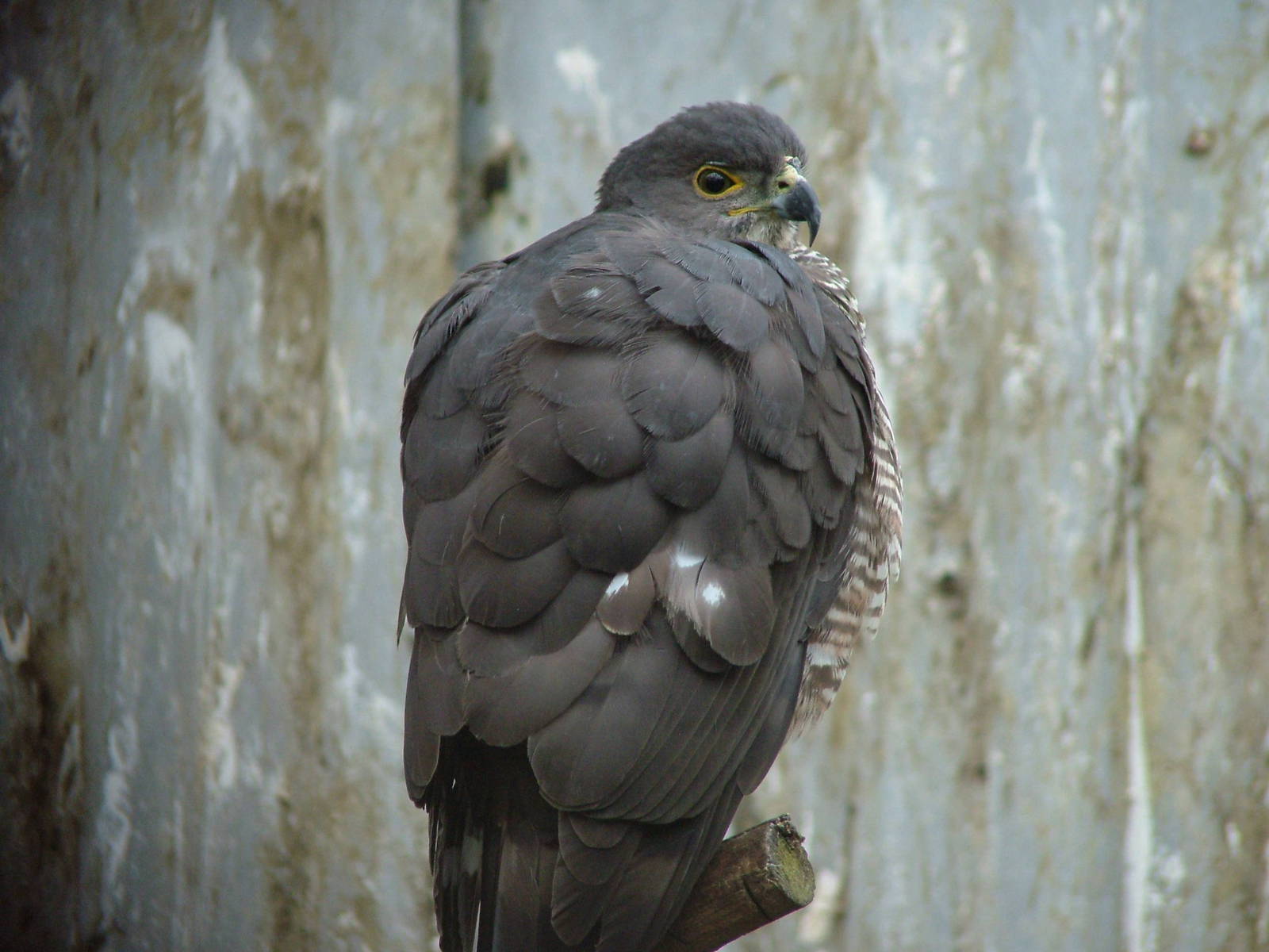 African Goshawk (Accipiter tachiro) at Cotswold Falconry Centre