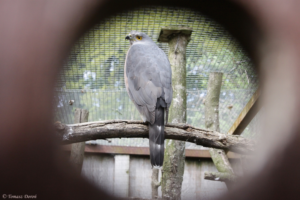 African Goshawk (Accipiter tachiro)