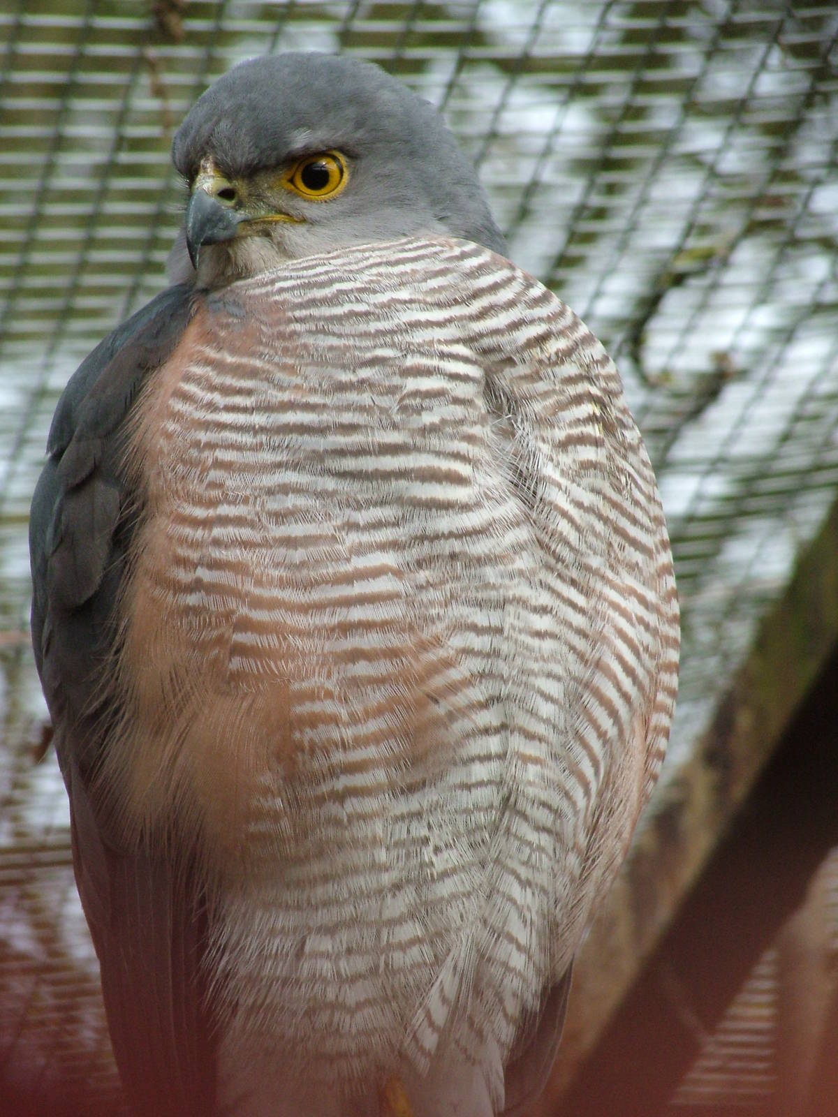 African Goshawk at Cotswold Falconry 05/03/11
